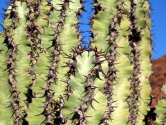 Euphorbia virosa virosa