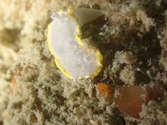 Diaphorodoris alba
