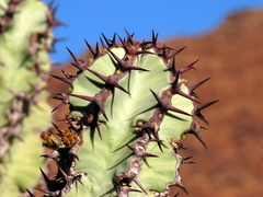 Euphorbia virosa virosa