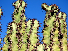 Euphorbia virosa virosa