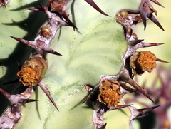 Euphorbia virosa virosa