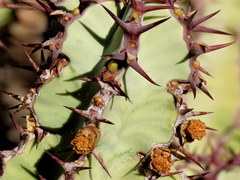 Euphorbia virosa virosa
