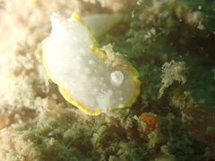 Diaphorodoris alba