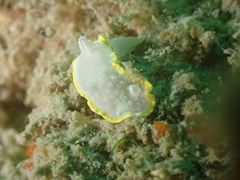 Diaphorodoris alba