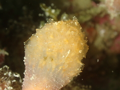 Aplidium punctum