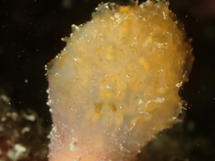 Aplidium punctum