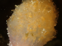 Aplidium punctum