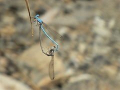 Arabicnemis caerulea