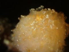 Aplidium punctum