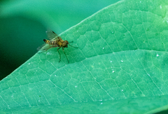 Chrysopilus modestus
