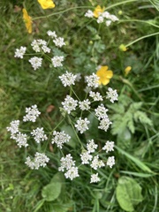 Anthriscus sylvestris