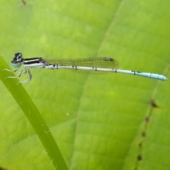 Agriocnemis pieris