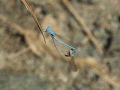 Arabicnemis caerulea