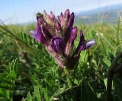 Astragalus vesicarius carniolicus