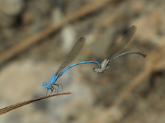 Arabicnemis caerulea