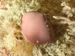 Lithophyllum incrustans