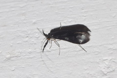 Mystacides azureus