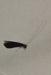 Mystacides azureus