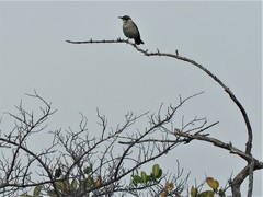 Mimus parvulus parvulus