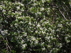 Daphne alpina