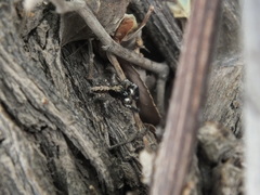 Menemerus taeniatus