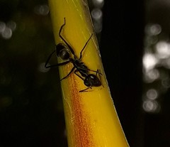 Gigantiops destructor