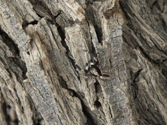 Menemerus taeniatus