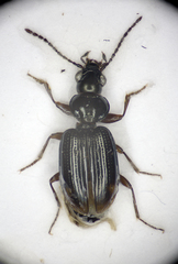 Bembidion guttula