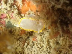 Diaphorodoris alba