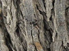 Menemerus taeniatus