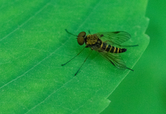 Chrysopilus modestus
