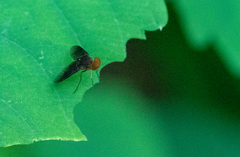 Chrysopilus quadratus