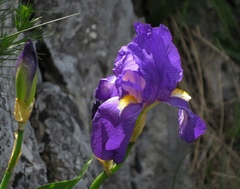 Iris pallida illyrica