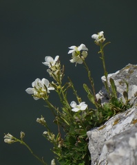 Arabis scopoliana