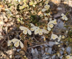 Carlowrightia arizonica