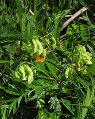 Lathyrus laevigatus occidentalis