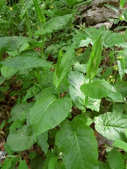 Rumex arifolius