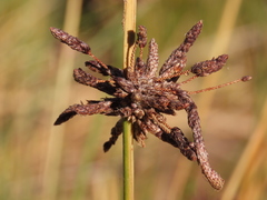 Afroscirpoides dioeca