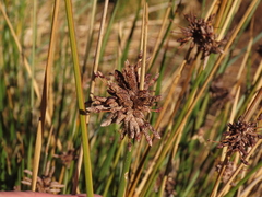 Afroscirpoides dioeca