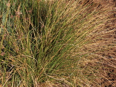 Afroscirpoides dioeca