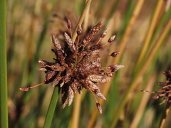 Afroscirpoides dioeca