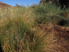 Afroscirpoides dioeca