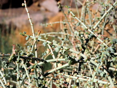 Tetraena retrofracta