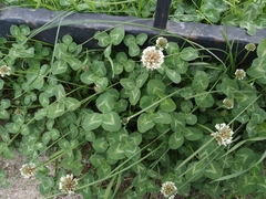 Trifolium repens