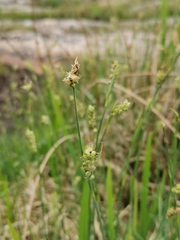 Carex panicea