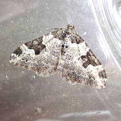 Xanthorhoe fluctuata