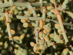 Tetraena retrofracta