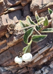 Tournefortia hartwegiana