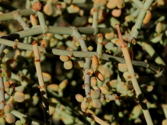 Tetraena retrofracta