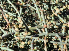 Tetraena retrofracta